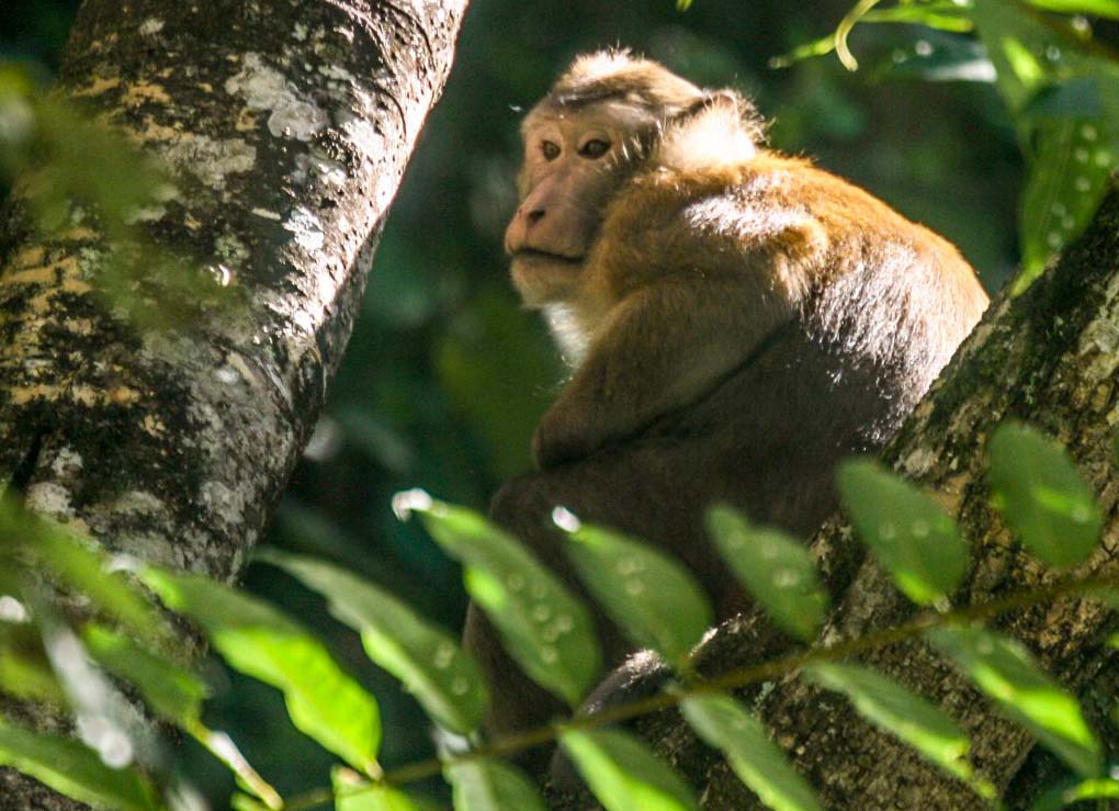 Assamese Monkey